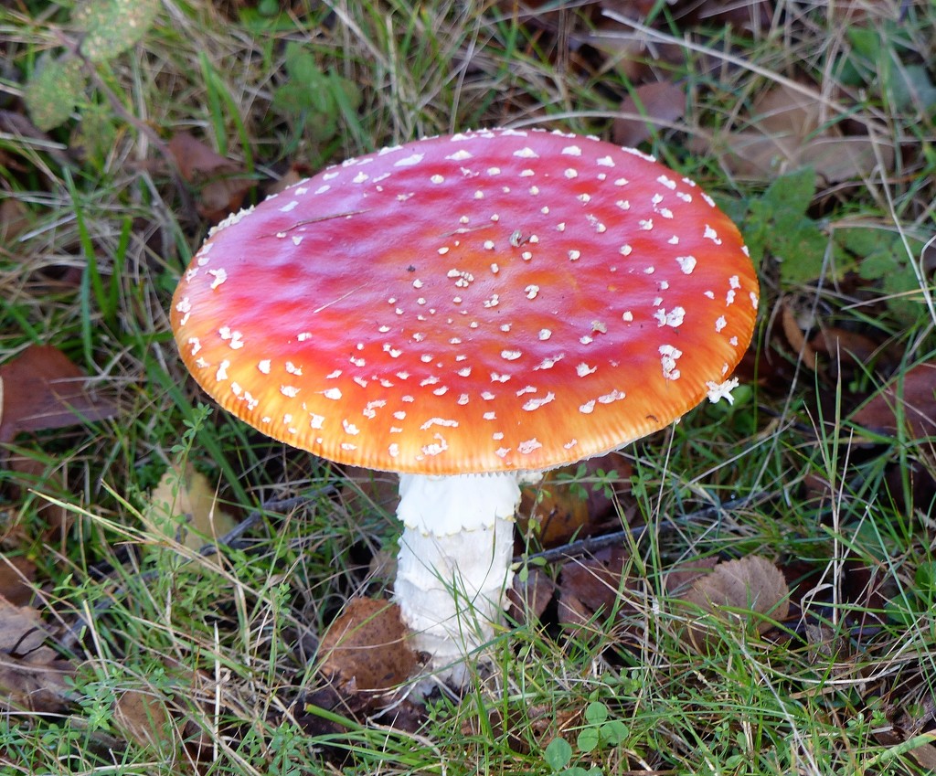  Fly Agaric by susiemc