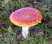 5th Oct 2017 -  Fly Agaric