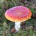  Fly Agaric by susiemc