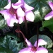 Cyclamen Flower  by cataylor41