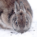 Wittle Bunny Wabbit is back! by fayefaye