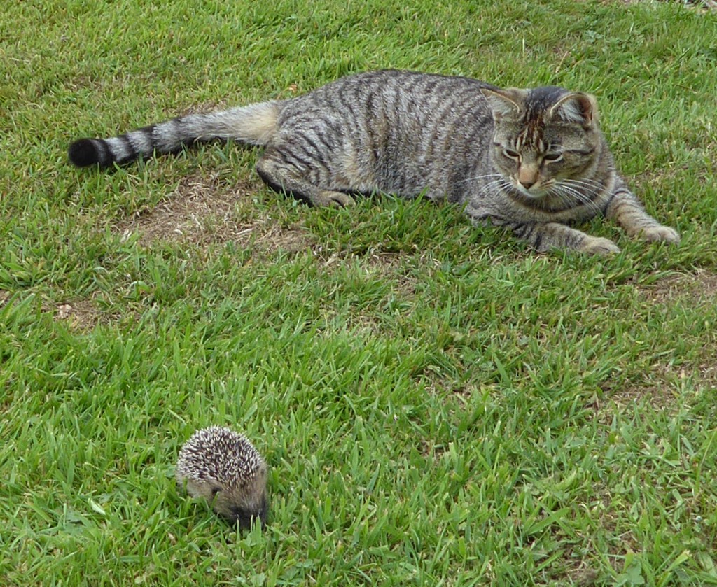 He wasn't sure what to make of the baby hedgehog.  by chimfa