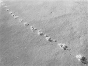 5th Jan 2018 - footprints