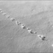 footprints by dakotakid35