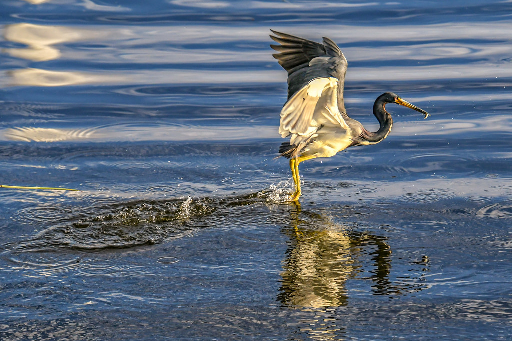 Stalking the herons by danette