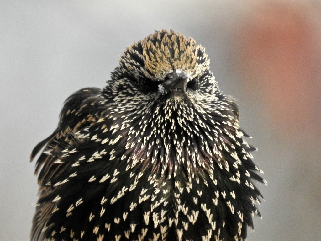 starling stare-down by amyk