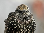 5th Jan 2018 - starling stare-down