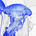 drawn jellies by blueberry1222