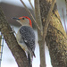 Woodpecker by beckyk365
