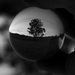 treeball by wenbow