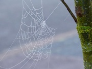 6th Jan 2018 - Web in the Frost