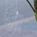 Web in the Frost by foxes37