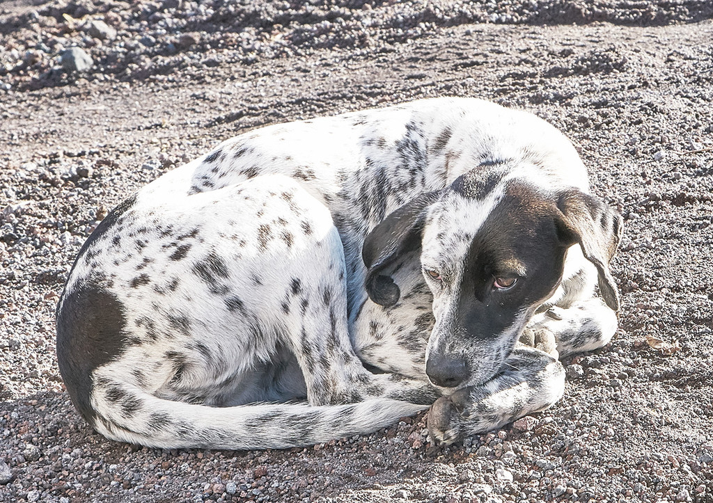 Vesuvius Dog by gardencat