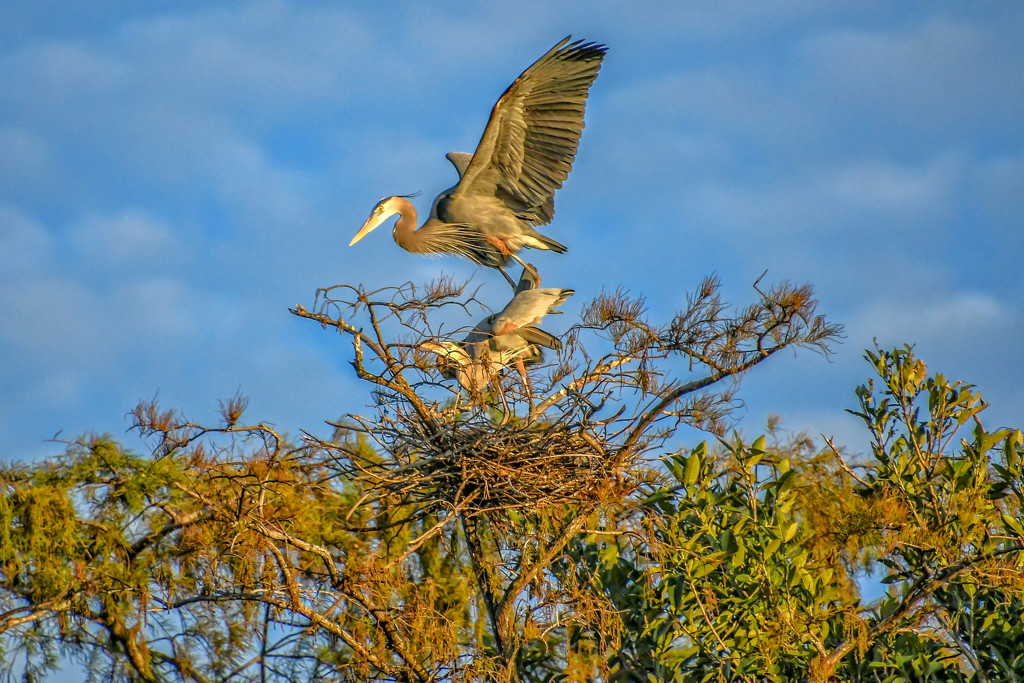 Local Heronry by danette
