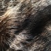 Fur by 365projectmaxine