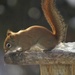 Squirreling Around! by radiogirl