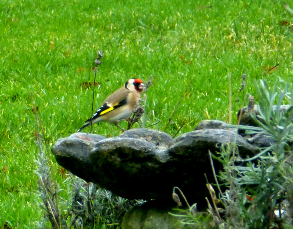 Goldfinch by snowy