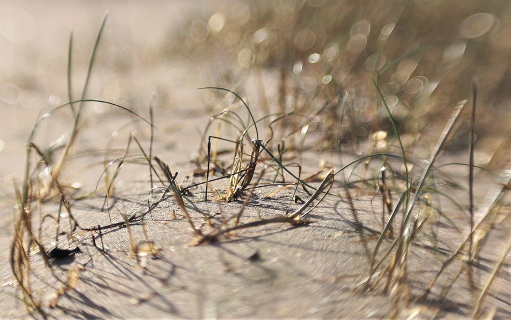 Sandy Seagrass .... (For Me Album)  by motherjane