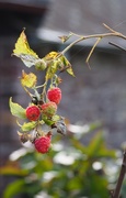 6th Jan 2018 - Raspberries in January! 