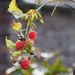 Raspberries in January!  by s4sayer
