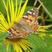 Painted Lady by susiemc