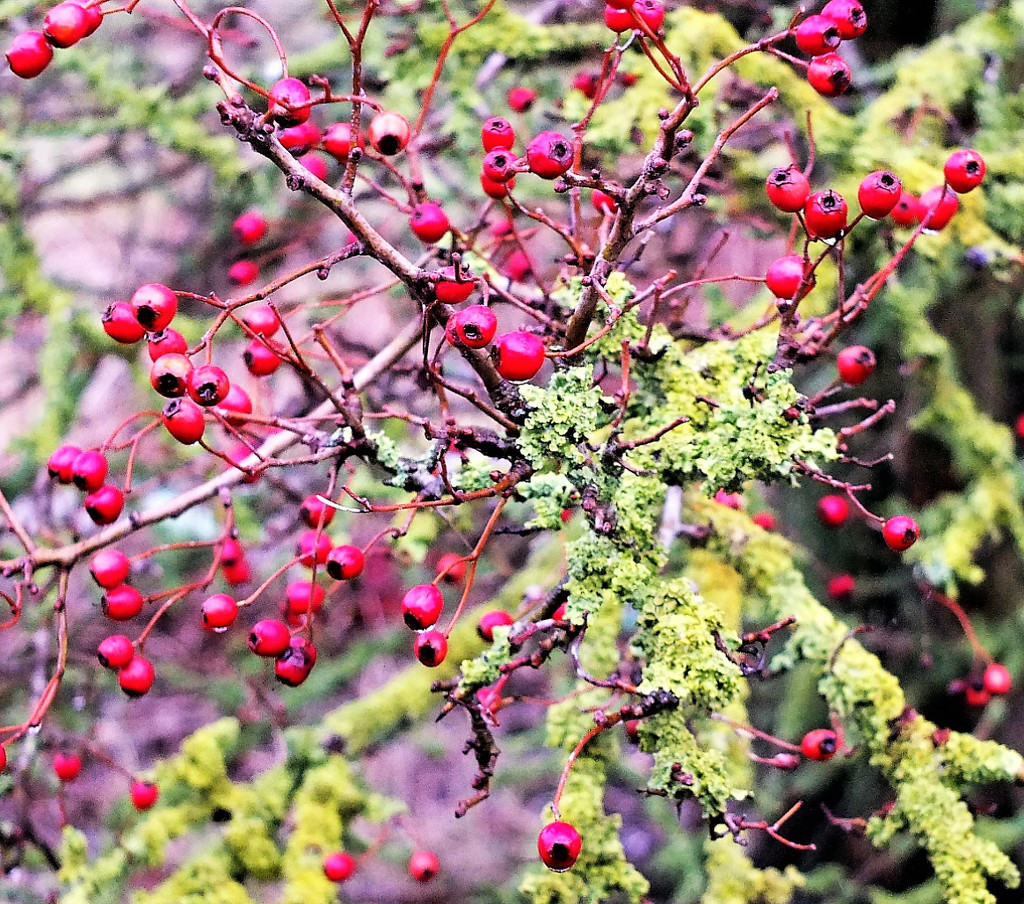 Berries and lichen by bigmxx