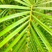 Palm leaf  by 365projectdrewpdavies