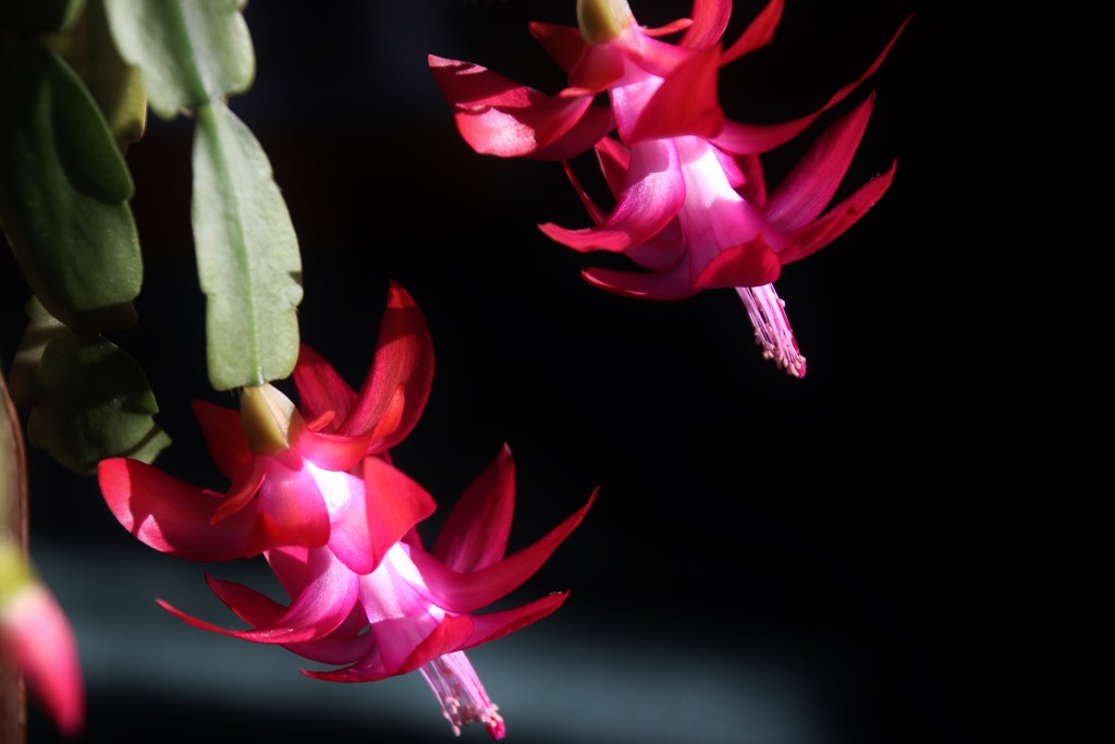 Christmas Cactus Blooms by bjchipman