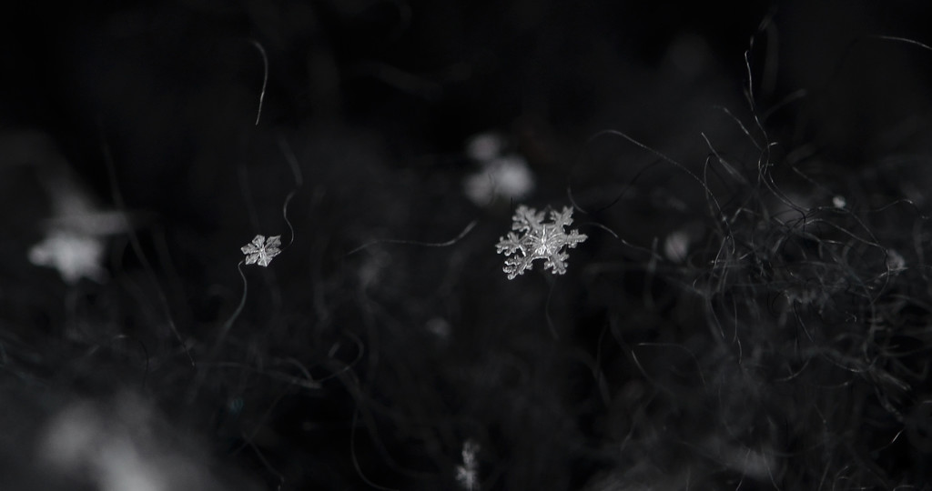 Snowflake by aschweik