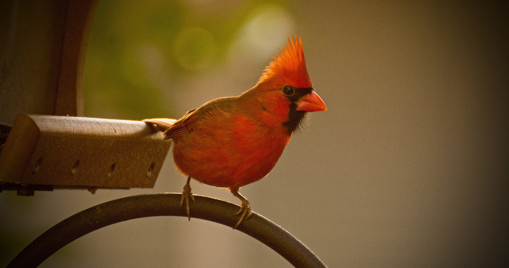 Cardinal on the Feeder! by rickster549