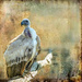 A Cape Vulture...... by ludwigsdiana