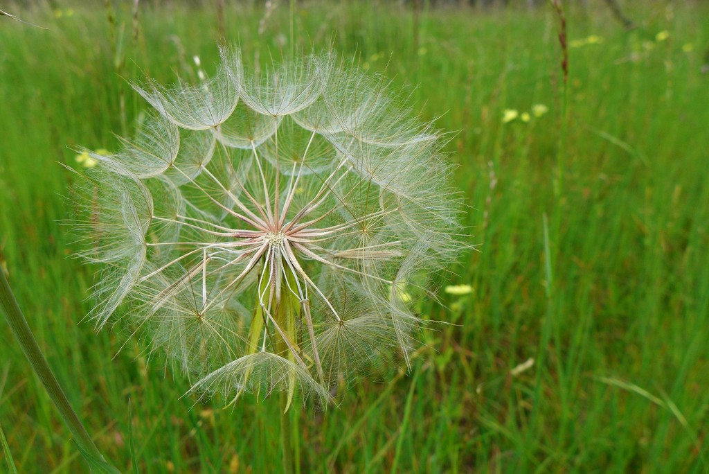 Giant Dandelion by leggzy