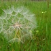 Giant Dandelion by leggzy