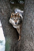 4th Jan 2018 - Wolf In A Tree