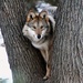 Wolf In A Tree by randy23