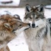 Mexican Gray Wolves by randy23