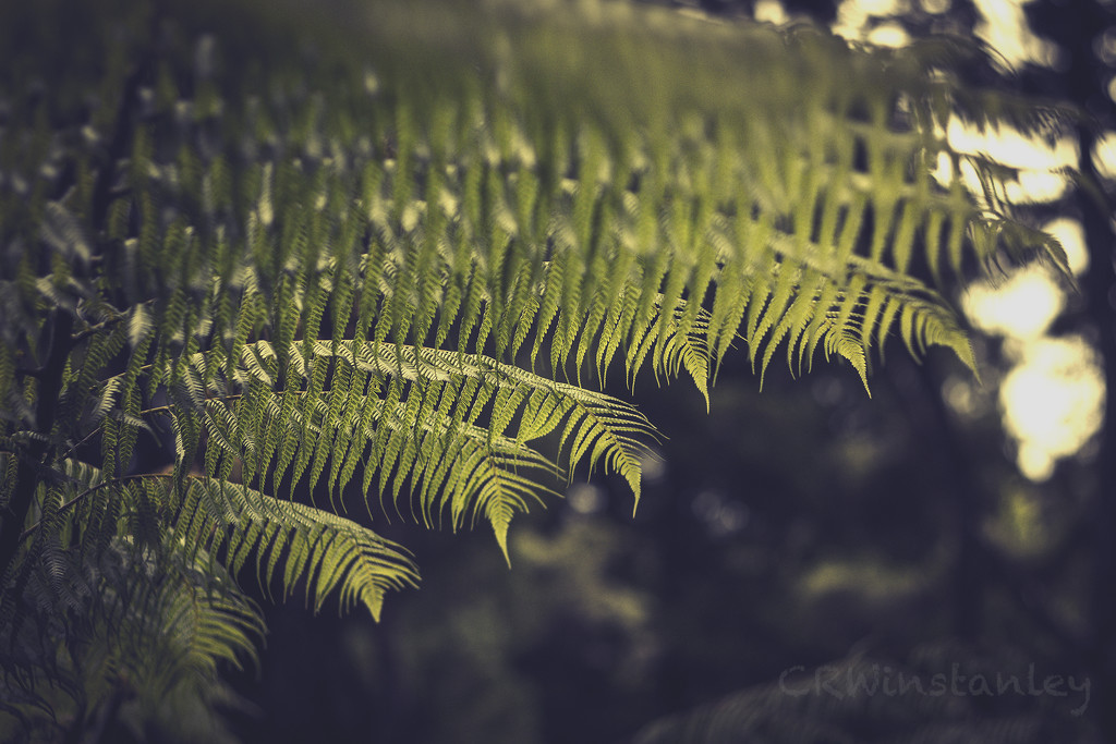 Fronds in the evening light by kipper1951