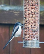 7th Jan 2018 - Long Tailed Visitor