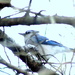 Blue Jay by bruni