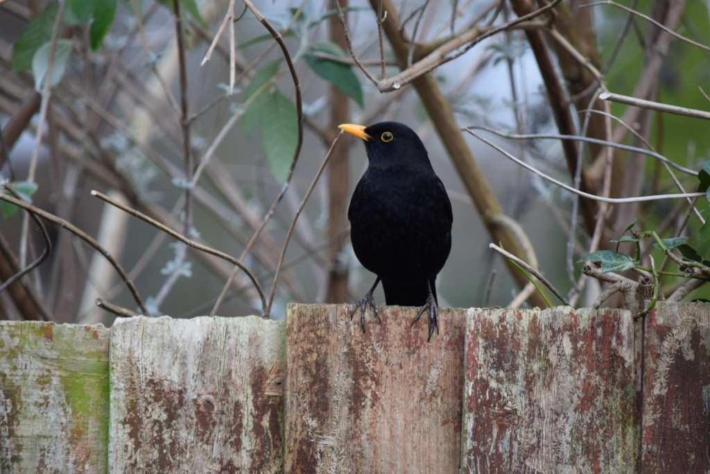 6.  Posing Blackbird by dragey74