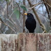 6.  Posing Blackbird by dragey74