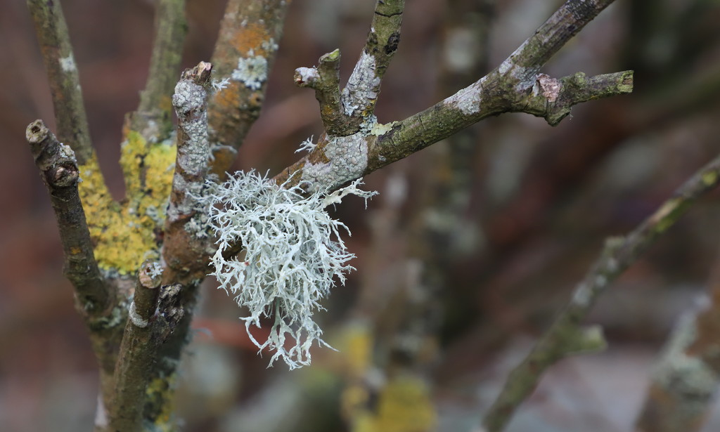 Lichen by lifeat60degrees