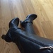New Boots by elainepenney