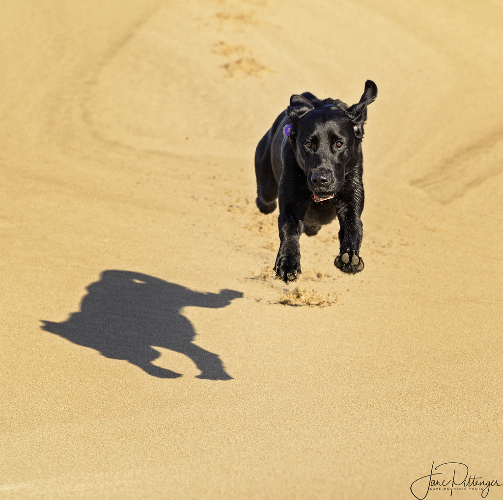 Pearl Leaping On the Dunes by jgpittenger
