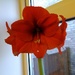 Beautiful amaryllis by cpw