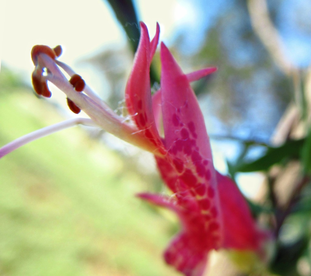 Spotted Emu Bush - an Eremophila. by robz