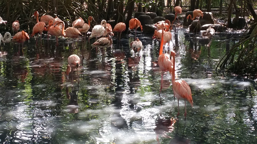 Flamingo Birds by gq