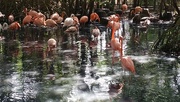 7th Jan 2018 - Flamingo Birds
