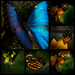 buterflies Jan7 by adi314