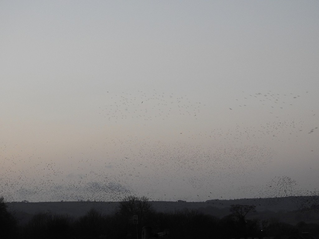 Starlings by roachling